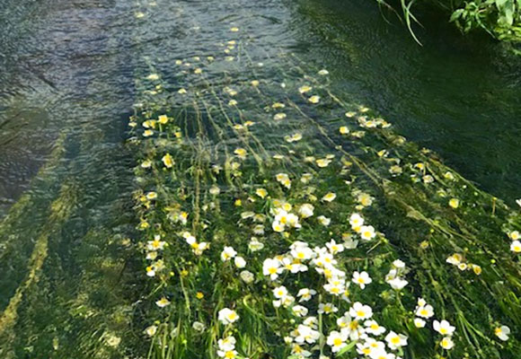 guillou-fleurs-riviere